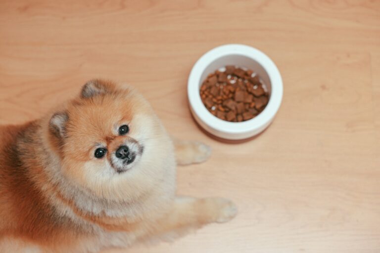 Zdrowa karma dla psa – jak zadbać o zdrowie swojego pupila?
