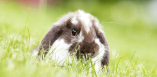 Czy wiesz, jak zadbać o odpowiednią karmę dla królików