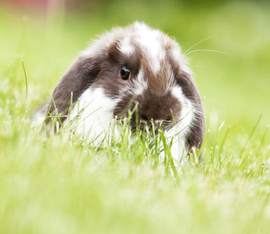 Czy wiesz, jak zadbać o odpowiednią karmę dla królików