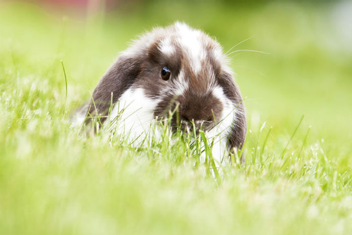 krolik-miniaturka Czy wiesz, jak zadbać o odpowiednią karmę dla królików