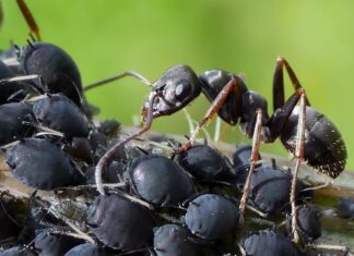 Jak wyglądają mszyce na kwiatach?