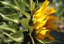 Jak przykleić tapetę na farbę lateksową? Jak przykleić tapetę na farbę lateksową?