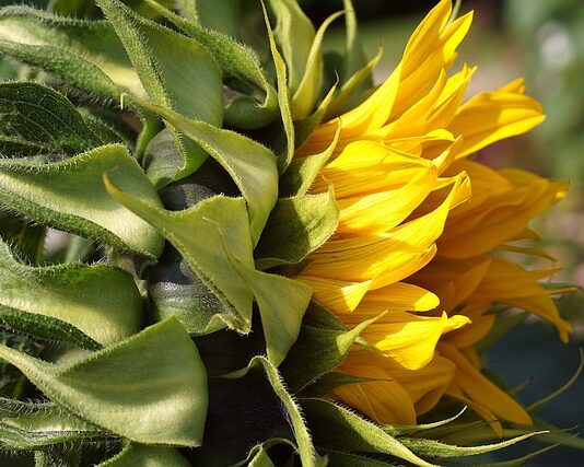 Jak przykleić tapetę na farbę lateksową?