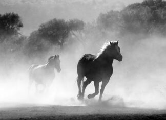 Czy można palić drewnem z TUI? Czy można palić drewnem z TUI?