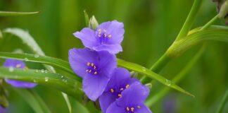 Jak domowym sposobem pozbyć się przędziorków?