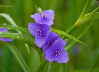Jak domowym sposobem pozbyć się przędziorków?