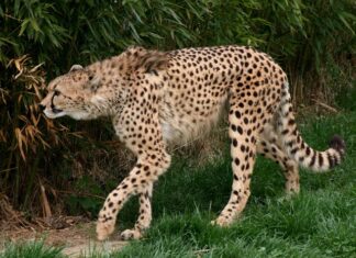 Ile ma najszybsze auto do setki?