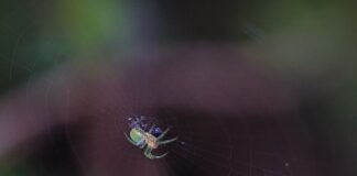 Jakie rośliny atakuje przędziorek?