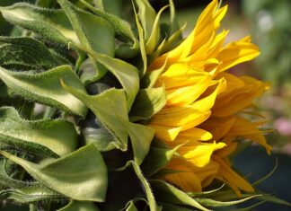 Jak kłaść tapetę od okna czy do okna?