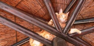 Czym szlifować krokwie?