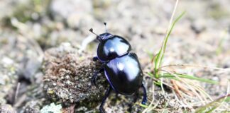 Z czego robi się trzonki?