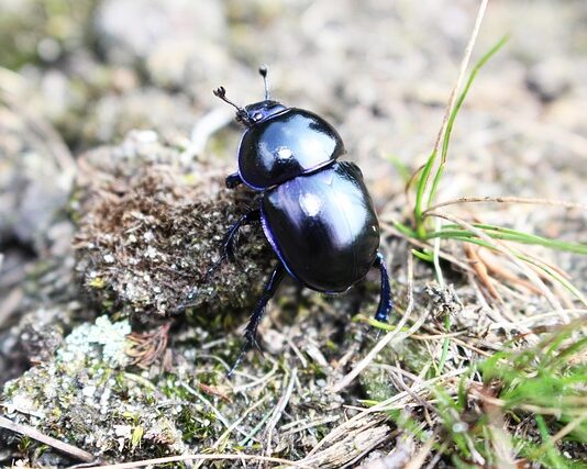 Z czego robi się trzonki?