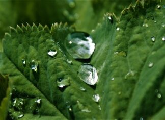 Czy dawać Kapinos? Czy dawać Kapinos?