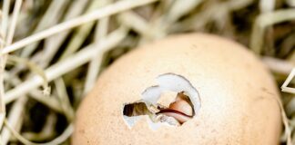 Jak jeść skorupki z jajek?