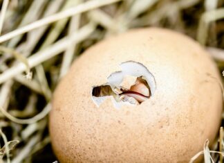 Jak jeść skorupki z jajek? Jak jeść skorupki z jajek?