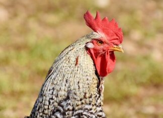 Czy można używać koguta?