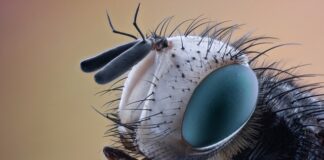 Jak wyglądają szkodniki roślin doniczkowych?