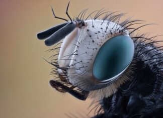 Jak wyglądają szkodniki roślin doniczkowych? Jak wyglądają szkodniki roślin doniczkowych?