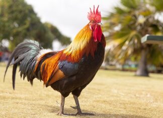 Co oznacza kogut na krzyżu?