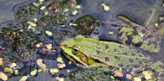 Czym najlepiej kleić drewno?