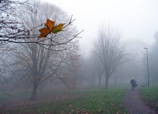 Co zrobić gdy zgubiłem tablicę rejestracyjną? Co zrobić gdy zgubiłem tablicę rejestracyjną?