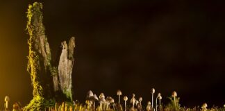 Jakie są rodzaje kluczy dynamometrycznych?