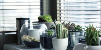 Czym pryskać rośliny domowe?