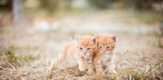 Czy smarować świece zapłonowe?