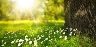 Jakie kwiaty doniczkowe lubią fusy z kawy?