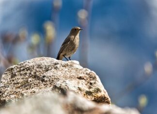 Jak pozbyć się pleśni z doniczki? Jak pozbyć się pleśni z doniczki?