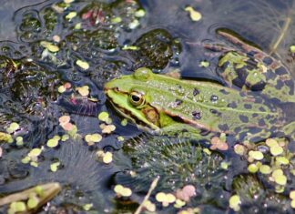 W jakiej temperaturze można kleić drewno?