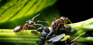 Skąd się biorą mszyce w domu?