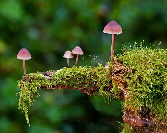 Jakie są rodzaje ściernic?