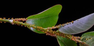 Jak zwalczyć szkodniki roślin doniczkowych?