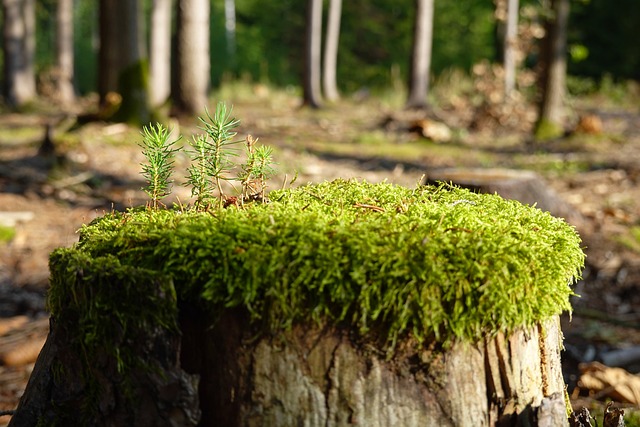 Jak Zregenerować lampy samemu? Jak Zregenerować lampy samemu?