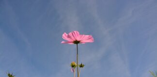 Czym zabezpieczyć trzonek od siekiery?