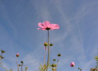 Czym zabezpieczyć trzonek od siekiery?