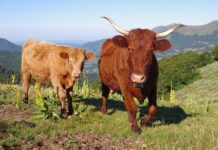 Jak wyczyścić zmatowiałe reflektory?