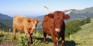 Jak wyczyścić zmatowiałe reflektory?