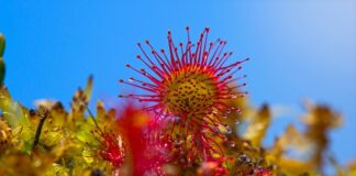 Z czego zrobić klin do łupania drewna?