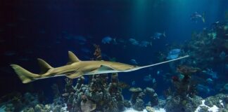 Jak dobrać klin do piły?