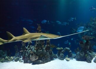 Jak dobrać klin do piły?