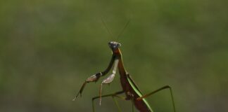 Jaka najlepsza siekiera do łupania?