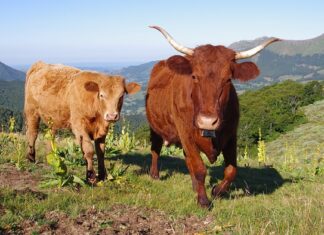 Jak wyczyścić lampy w samochodzie od środka?