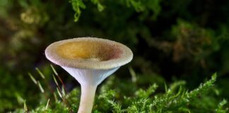 Co oznacza grzyb w doniczce?