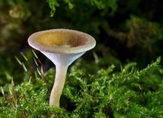 Co oznacza grzyb w doniczce? Co oznacza grzyb w doniczce?