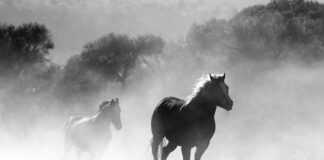 Dlaczego nie wolno palić w kominku drewnem iglastym?