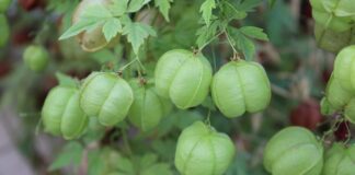 Czym grozi zbyt mocne dokręcenie śruby w zacisku śrubowym?