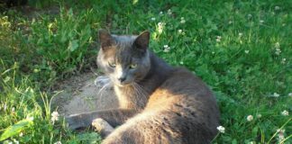 Czy wymiotowanie pomaga na kaca?