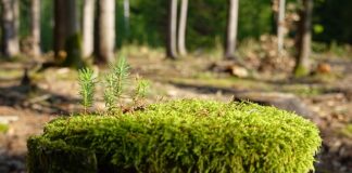 Jak zregenerować organizm po alkoholu?